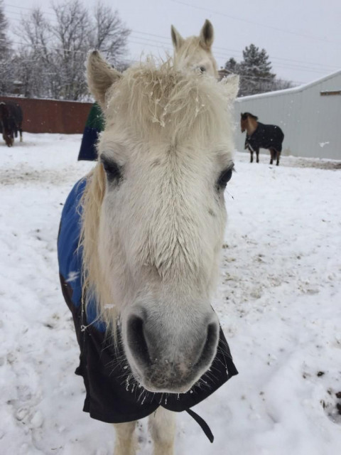 Visit Family Horse-Boarding Facilty