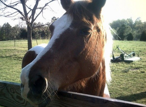 NEA Horse Boarding - Horse Boarding Farm in Paragould 