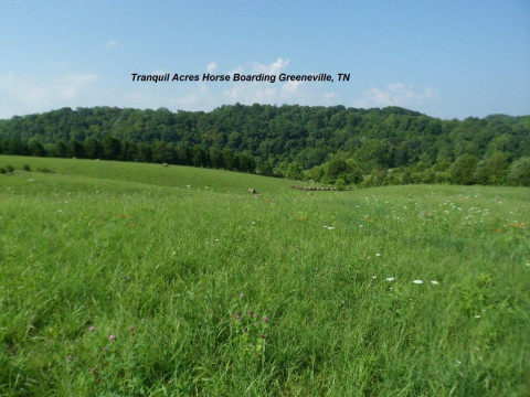 Visit Tranquil Acres Horse Retirement & Boarding