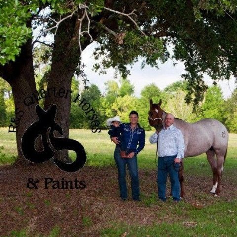 Visit R&S Quarter Horses & Paints
