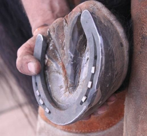 Visit Sweet Feet Farrier