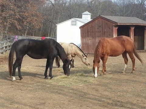 Visit Harmony Stables