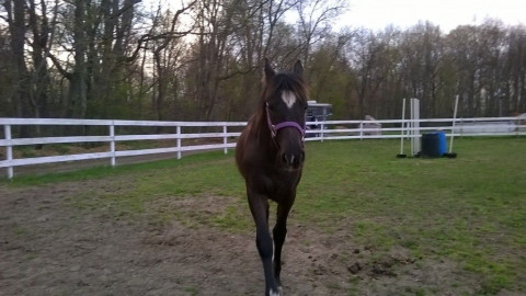 Visit Crumstown Stables
