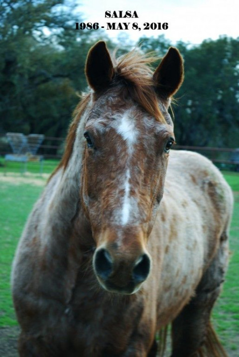 Visit Green Acres Horse Boarding