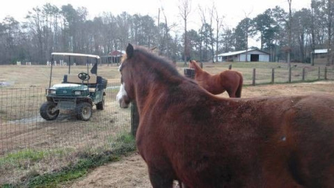 Visit Willow Springs Equestrian