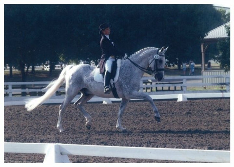 Visit DQ Performance Horses