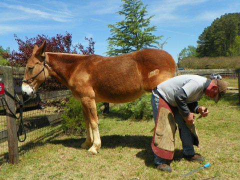 Visit Craig's Farrier Service