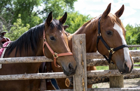 Visit Red Horse Riding Company