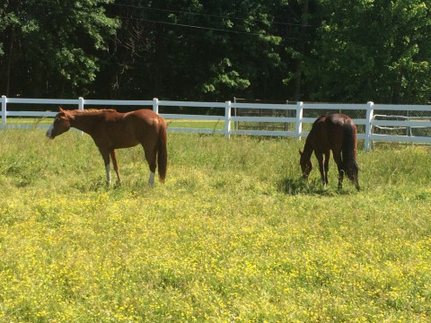 Visit Dynamic Performance Horses