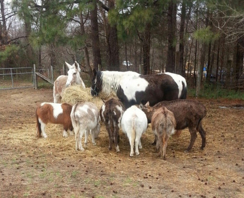Visit Watkins Farm