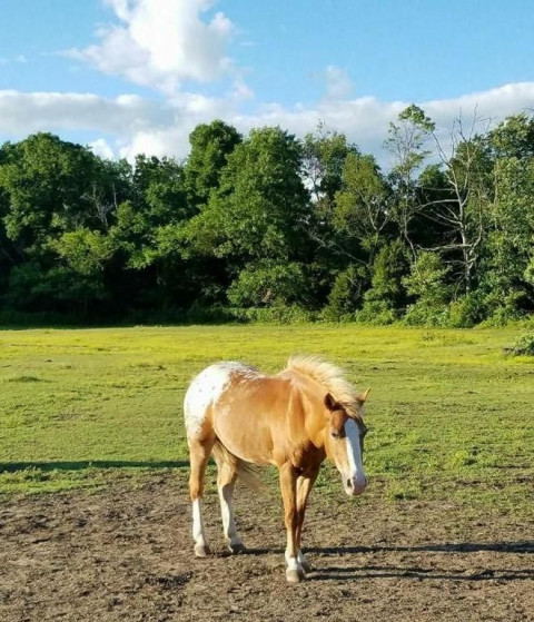 Visit BIG Dreams Farm, LLC