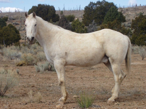 Visit Hondo Horse Ranch