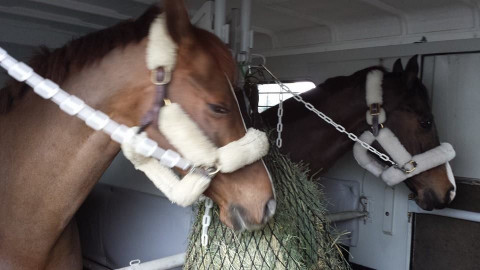 Visit AZ Horse Transport