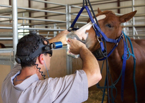 Visit Moore Equine Dental Services