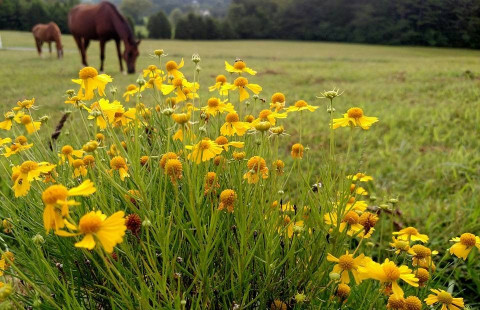 Visit The Prancing Pony Horse Farm, LLC