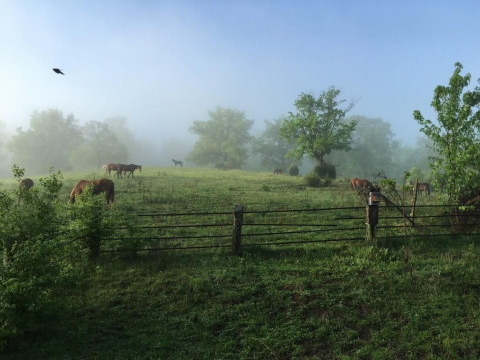 Visit Holistic Horsemanship Institute of America&trade;.