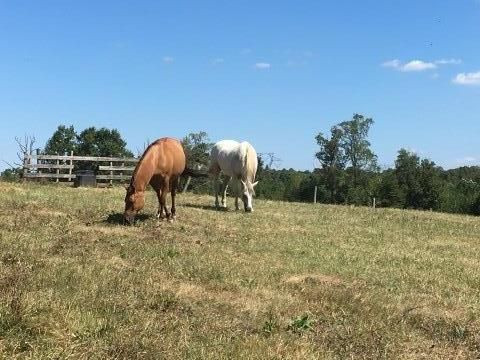 Visit Unbridled Joy