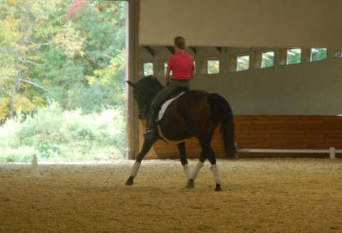 Visit Free Walk Dressage