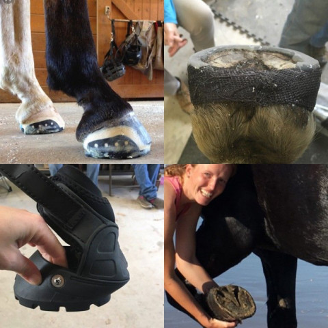 Visit PlRebecca's Whole Horse Hoof Care