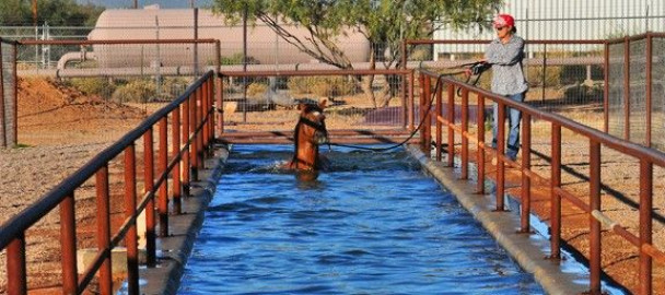 Visit Tucson Equestrian Center