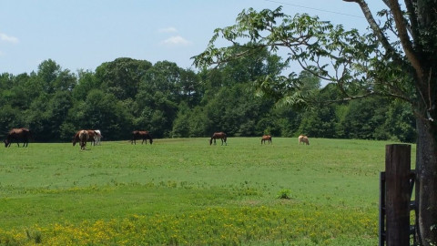 Visit Upstate Horse Boarding