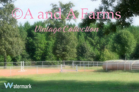 Visit A and A Farms Equine Sports Center