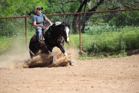 Visit Burger Performance Horses