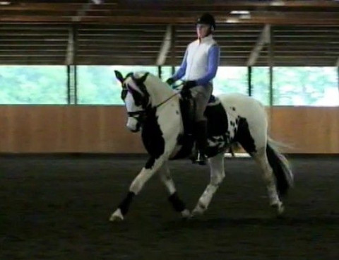 Visit Stephanie Blockley - Clarke FEI Dressage Instructor/Trainer