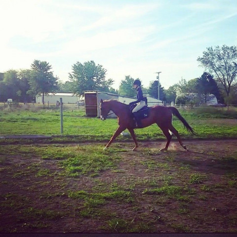 Visit Phoenix Equestrian Center