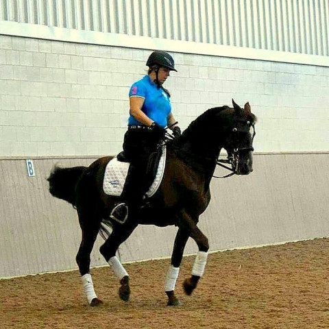 Visit Willow Ridge (Formerly Benchmark Dressage)