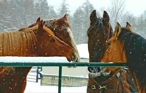 Visit Indigo Equine