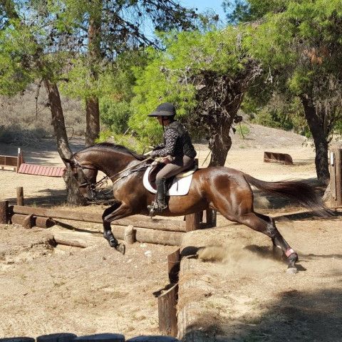 Visit Trainer Looking for Barn