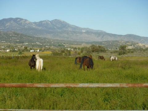 Visit Synergy Ranch