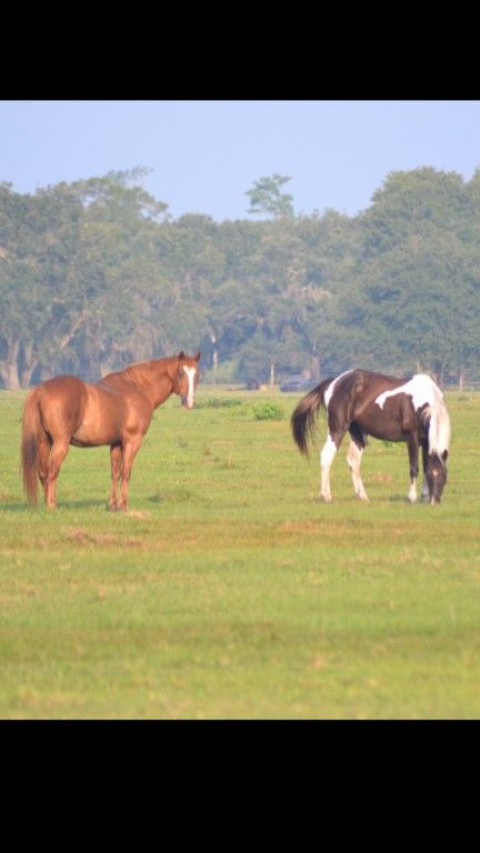 Visit Horse Boarding