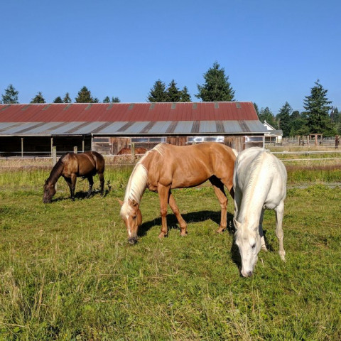 Visit Silver Star Stables/ Kimberly Lance Horsemanship Training