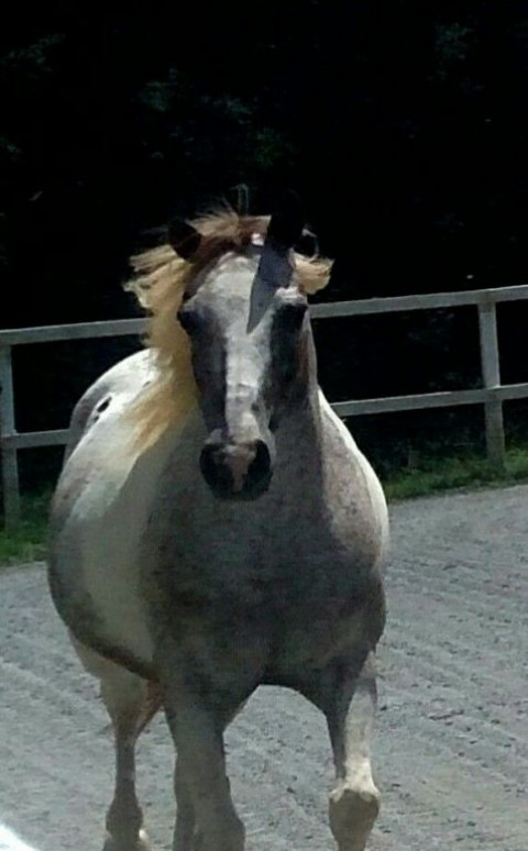 Visit The Prancing Pony Horse Farm