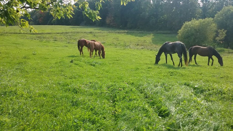 Visit Trigar Farm