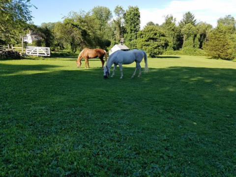 Visit Banks Horse Farm