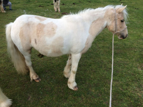 Visit Stunning white cob