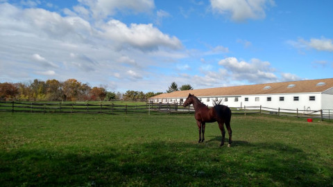 Visit Peace and Harmony Stables,LLC