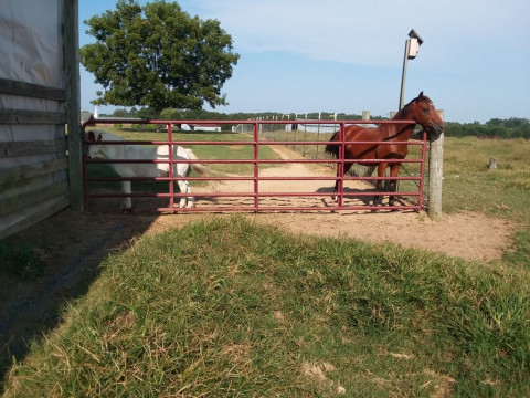 Visit Spring Haven Stables