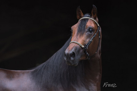 Visit RY Farms - Paso Fino Horses
