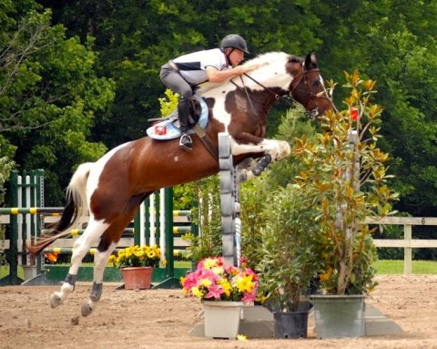 Visit Van Doren ShowJumping and Hunters