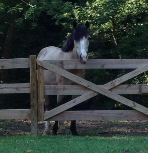 Visit Spring Ridge Boarding at Spring Valley Farm