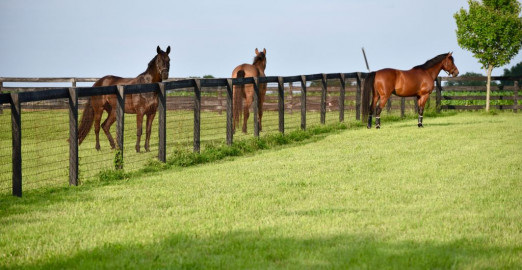 Visit BELCLARE FARM