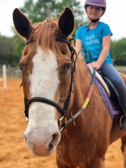 Visit Summer 2020 Horse Camp at Dream Horse Equestrian Center