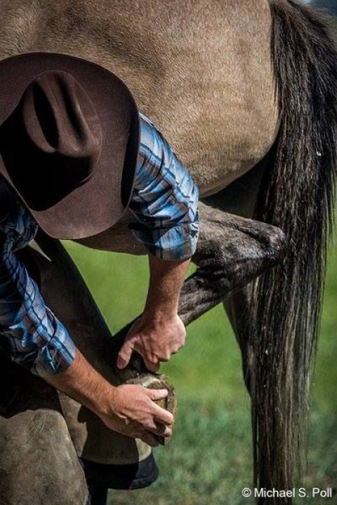 Visit Ben Callis - BC Farrier Service