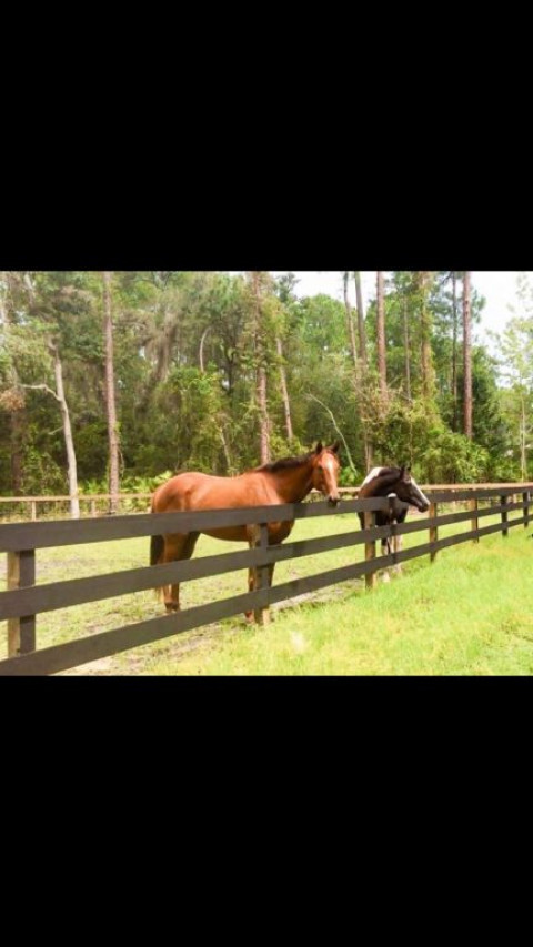 Visit Horse Boarding - Private residence