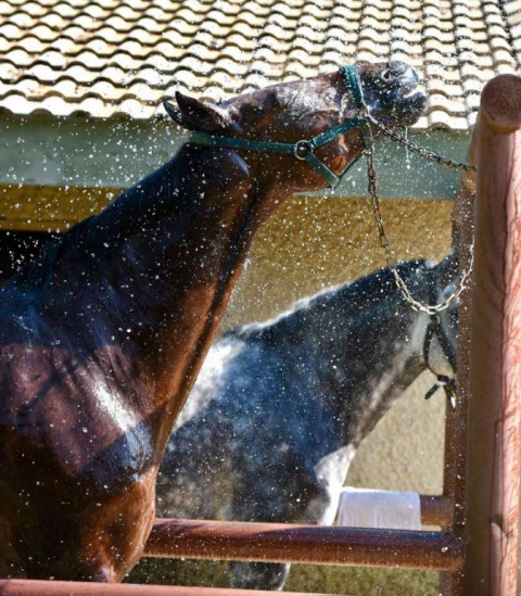 Visit North Texas Equestrian Center, Inc.