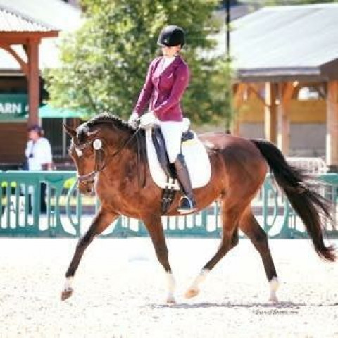 Visit Oaken Shield Equestrian